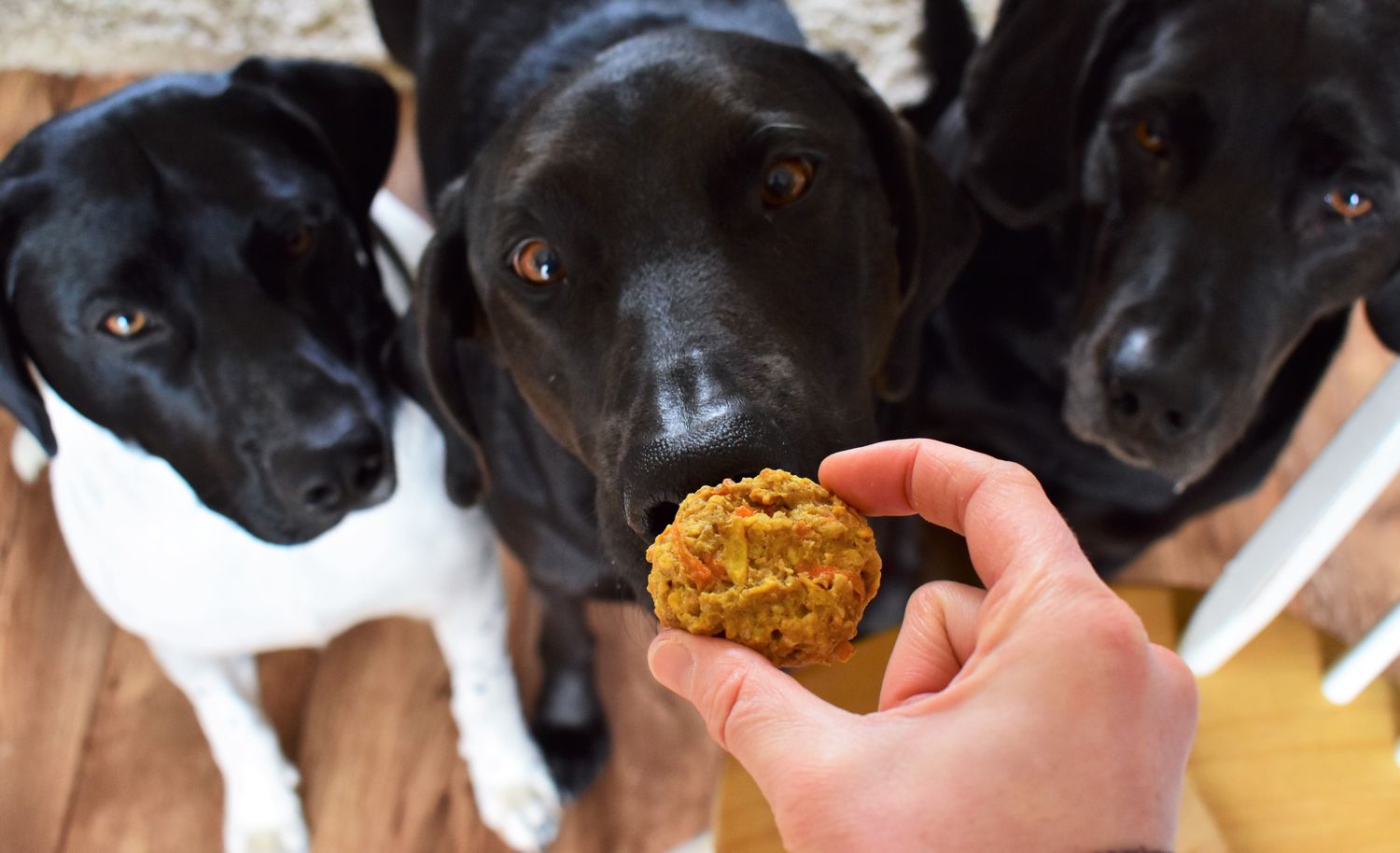 Homemade Dog Treats (Tango's Treats)